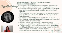 Odborný výklad farmaceutky o&nbsp;hypothalamu jako hlavním regulátoru hormonálního systému, jeho vlivu na&nbsp;cirkadiánní rytmy a&nbsp;autonomní nervovou soustavu v&nbsp;kurzu hormonální jógy certifikované lektorky Martiny Bajerové.
