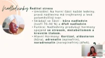 Odborný výklad farmaceutky o&nbsp;nadledvinkách, produkci kortizolu, adrenalinu a&nbsp;aldosteronu v&nbsp;rámci vzdělávací části kurzu hormonální jógy certifikované lektorky Martiny Bajerové.