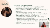 Odborný výklad farmaceutky o&nbsp;funkci varlat, produkci testosteronu v&nbsp;Leydigových buňkách a&nbsp;vlivu LH hormonu na&nbsp;mužskou plodnost v&nbsp;kurzu hormonální jógy certifikované lektorky Martiny Bajerové.