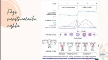 Odborný grafický výklad farmaceutky zobrazující hladiny estrogenu, LH, FSH a&nbsp;bazální teplotu během folikulární fáze menstruačního cyklu v&nbsp;kurzu hormonální jógy.