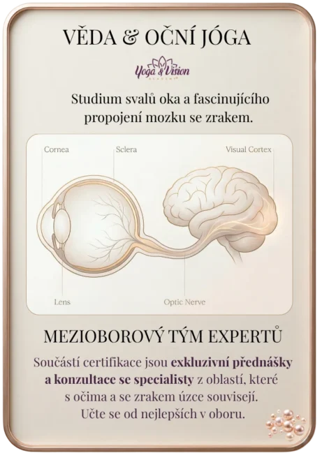 Odborné schéma propojení lidského oka a&nbsp;zrakového centra v&nbsp;mozku (Visual Cortex) pro&nbsp;kurz Oční jógy v&nbsp;rámci certifikace Yoga & Vision Academy.