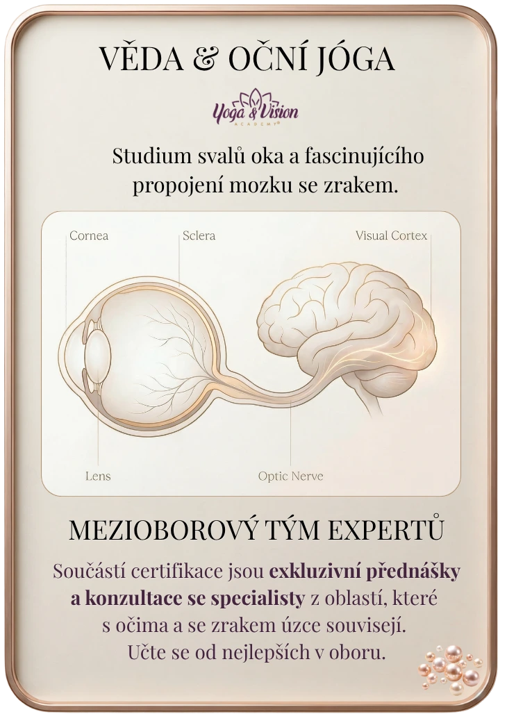 Odborné schéma propojení lidského oka a zrakového centra v mozku (Visual Cortex) pro kurz Oční jógy v rámci certifikace Yoga & Vision Academy.